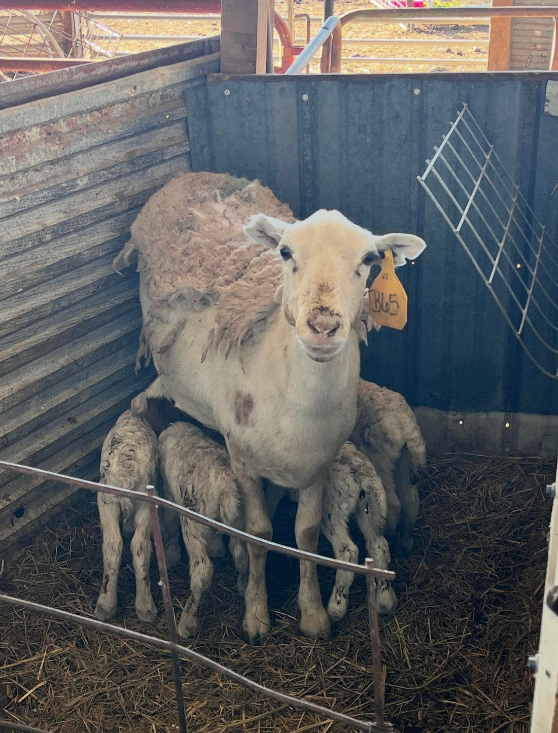 Lambing Season!