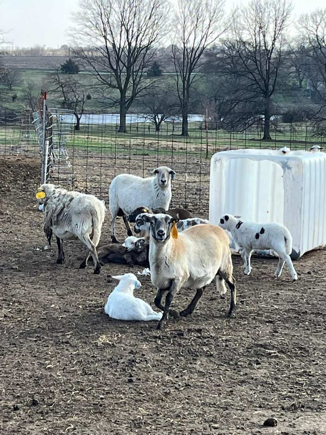 Katadhin Hair sheep with babies on their side